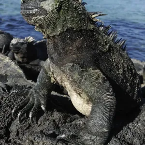 Marine Iguana Print: Fernandina Island Basking Scene Marine Iguana Print: Fernandina Island Basking Scene