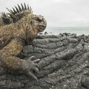 Marine Iguana Print: Volcanic Rock Basking Scene Marine Iguana Print: Volcanic Rock Basking Scene