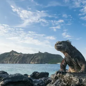Marine iguana (Amblyrhynchus cristatus) on coast, Galapagos Marine iguana (Amblyrhynchus cristatus) on coast, Galapagos