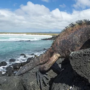 Marine iguana (Amblyrhynchus cristatus) on coast, Galapagos