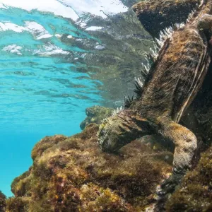 Marine iguana (Amblyrhynchus cristatus) diving to feed on algae, Sombrero Chino Islet Marine iguana (Amblyrhynchus cristatus) diving to feed on algae, Sombrero Chino Islet