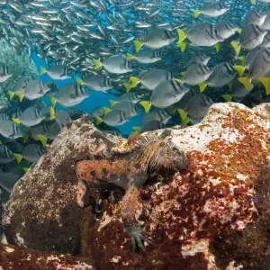 Marine iguana (Amblyrhynchus cristatus) feeding underwater on algae. Endemic species Marine iguana (Amblyrhynchus cristatus) feeding underwater on algae. Endemic species