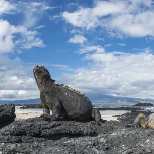 Marine iguana (Amblyrhynchus cristatus) group on coast, Cape Douglas, Fernandina Island Marine iguana (Amblyrhynchus cristatus) group on coast, Cape Douglas, Fernandina Island