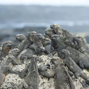 Marine iguana (Amblyrhynchus cristatus) group resting on rocks, Cape Hammond, Fernandina Island Marine iguana (Amblyrhynchus cristatus) group resting on rocks, Cape Hammond, Fernandina Island