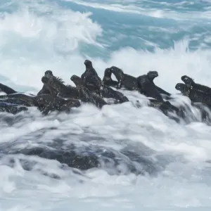 Marine iguana (Amblyrhynchus cristatus) group on rock in the waves, Cape Hammond Marine iguana (Amblyrhynchus cristatus) group on rock in the waves, Cape Hammond