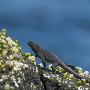 Marine iguana (Amblyrhynchus cristatus) juvenile walking across barnicles, Cape Douglas Marine iguana (Amblyrhynchus cristatus) juvenile walking across barnicles, Cape Douglas