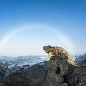 Marine Iguana Print: Breeding Males on Rocks with Sun Halo Marine Iguana Print: Breeding Males on Rocks with Sun Halo