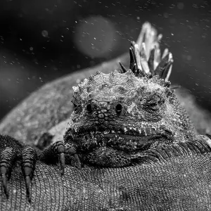 Marine iguana (Amblyrhynchus cristatus) resting head on back of another Marine iguana, Fernandina Island, Galapagos National Park, Galapagos Islands Marine iguana (Amblyrhynchus cristatus) resting head on back of another Marine iguana, Fernandina Island, Galapagos National Park, Galapagos Islands
