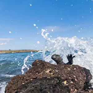 Marine iguana (Amblyrhynchus cristatus) on rock, with pounding waves