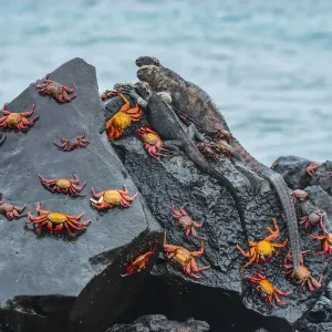 Marine iguana (Amblyrhynchus cristatus) and Sally-lightfoot crabs (Grapsus grapsus) Marine iguana (Amblyrhynchus cristatus) and Sally-lightfoot crabs (Grapsus grapsus)