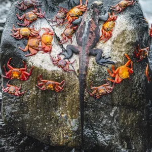 Marine iguana (Amblyrhynchus cristatus) and Sally-lightfoot crabs (Grapsus grapsus) Marine iguana (Amblyrhynchus cristatus) and Sally-lightfoot crabs (Grapsus grapsus)