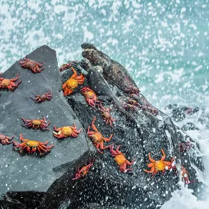 Marine iguana (Amblyrhynchus cristatus) and Sally-lightfoot crabs (Grapsus grapsus) on rocks at high-tide with sea spray, Galapagos Islands, South America Marine iguana (Amblyrhynchus cristatus) and Sally-lightfoot crabs (Grapsus grapsus) on rocks at high-tide with sea spray, Galapagos Islands, South America