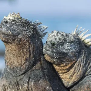 Marine Iguana Print: Two Side by Side Sharing Body Warmth Marine Iguana Print: Two Side by Side Sharing Body Warmth