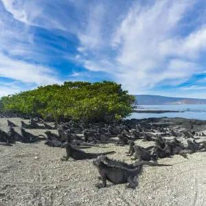 Marine iguana (Amblyrhynchus cristatus) sky-pointing Marine iguana (Amblyrhynchus cristatus) sky-pointing