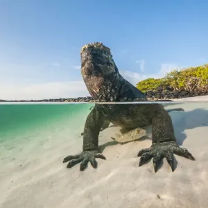 Marine iguana (Amblyrhynchus cristatus) split level view on the coast, Tortuga Bay Marine iguana (Amblyrhynchus cristatus) split level view on the coast, Tortuga Bay