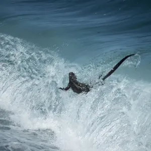 Marine iguana (Amblyrhynchus cristatus) in surf, Punta Espinosa, Fernandina Island Marine iguana (Amblyrhynchus cristatus) in surf, Punta Espinosa, Fernandina Island