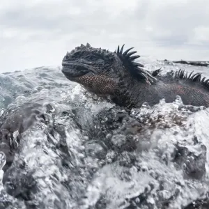 Marine Iguana Print, Black Beach, Floreana Island Marine Iguana Print, Black Beach, Floreana Island