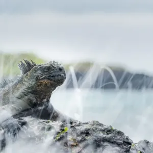 Marine iguana (Amblyrhynchus cristatus) in the surf, Galapagos Marine iguana (Amblyrhynchus cristatus) in the surf, Galapagos