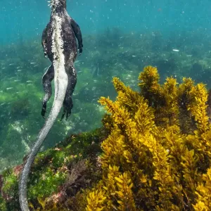 Marine iguana (Amblyrhynchus cristatus) swimming away after feeding, Fernandina Island Marine iguana (Amblyrhynchus cristatus) swimming away after feeding, Fernandina Island
