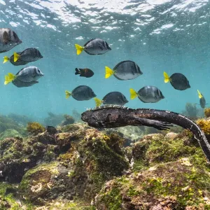 Marine iguana (Amblyrhynchus cristatus) swimming back to share food after grazing Ulva Marine iguana (Amblyrhynchus cristatus) swimming back to share food after grazing Ulva