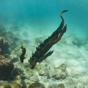 Marine iguana (Amblyrhynchus cristatus) swimming underwater, Sullivan Bay, Santiago Island Marine iguana (Amblyrhynchus cristatus) swimming underwater, Sullivan Bay, Santiago Island