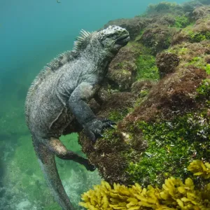 Marine Iguana Underwater Print Marine Iguana Underwater Print