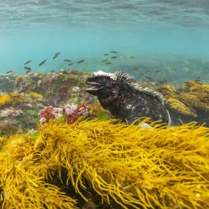 Marine Iguana Print in Water, Puerto Egas Marine Iguana Print in Water, Puerto Egas