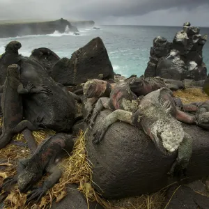 Marine Iguanas (Amblyrhynchus cristatus) on the south coast of Espanola Island, Galapagos