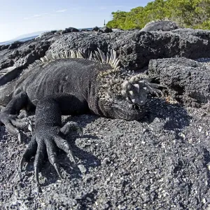 Marine Iguana Print: Basking on Volcanic Rock Marine Iguana Print: Basking on Volcanic Rock