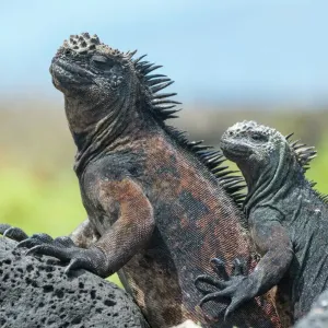 Marine iguanas (Amblyrhynchus cristatus) resting on rocks, Floreana Island, Galapagos Marine iguanas (Amblyrhynchus cristatus) resting on rocks, Floreana Island, Galapagos