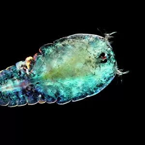 Marine planktonic copepod (Sapphirina sp