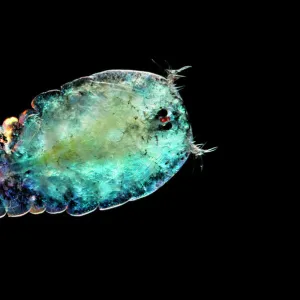 Marine planktonic copepod (Sapphirina sp