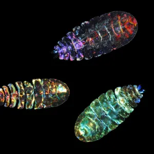 Marine planktonic Copepod (Sapphirina sp