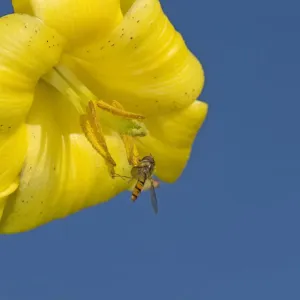 Marmalade hoverfly (Episyrphus balteatus) feeding on Caucasian lily (Lilium monadelphum) pollen Marmalade hoverfly (Episyrphus balteatus) feeding on Caucasian lily (Lilium monadelphum) pollen