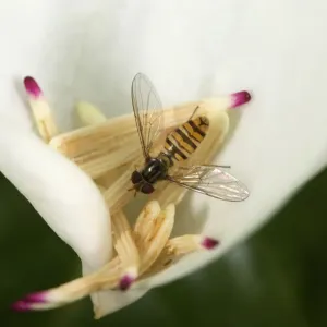 Marmalade hoverfly (Episyrphus balteatus) feeding on pollen on fallen Southern magnolia Marmalade hoverfly (Episyrphus balteatus) feeding on pollen on fallen Southern magnolia