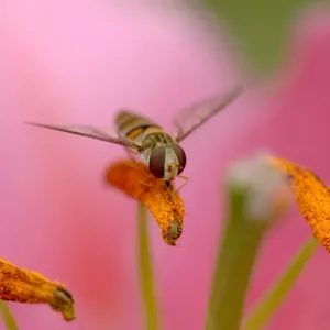 Marmalade hoverfly (Episyrphus balteatus) feeding on pollen on Stargazer lily (Lilium Marmalade hoverfly (Episyrphus balteatus) feeding on pollen on Stargazer lily (Lilium