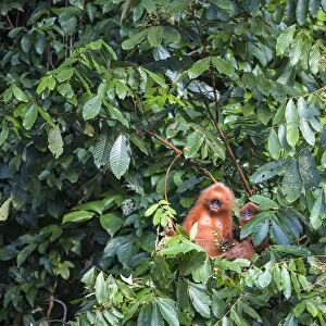 Maroon / Red leaf monkey / Langur (Presbytis rubicunda) eating fruits in tree, Danum
