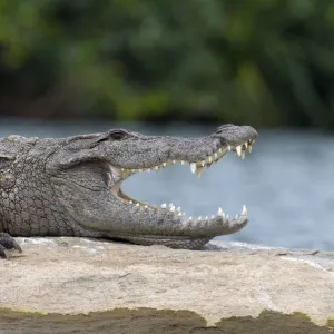 Marsh Crocodile or Mugger (Crocodylus palustris) resting on a rock in a river