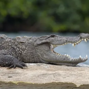Marsh Crocodile or Mugger (Crocodylus palustris) resting on a rock in a river Marsh Crocodile or Mugger (Crocodylus palustris) resting on a rock in a river