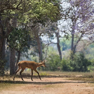Marsh deer (Blastocerus dichotomus) walking across track in forest. Pantanal, Mato Grosso, Brazil