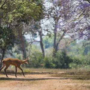 Marsh deer (Blastocerus dichotomus) walking across track in forest. Pantanal, Mato Grosso, Brazil