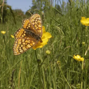 Marsh fritillary butterfly (Euphydryas aurinia) nectaring on a Meadow buttercup