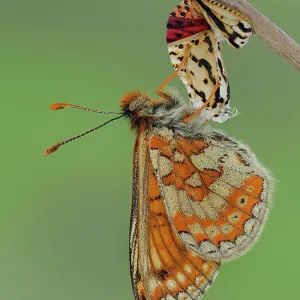 Marsh fritillary butterfly (Euphydryas aurinia), imago stage, hanging from chrysalis, drying its wings. Focus Stacked. Captive Marsh fritillary butterfly (Euphydryas aurinia), imago stage, hanging from chrysalis, drying its wings. Focus Stacked. Captive