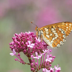 Marsh fritillary (Euphydryas aurinia) on pink flower. South of Casteil, Pyrenees Orientales