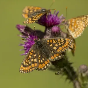 Marsh fritillary Print, group feeding on Marsh thistle Marsh fritillary Print, group feeding on Marsh thistle
