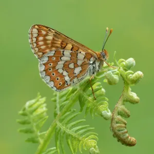 Marsh fritillary Print on fern Marsh fritillary Print on fern