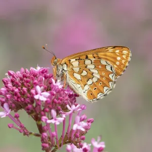 Marsh fritillary Print on Pink Flower Marsh fritillary Print on Pink Flower
