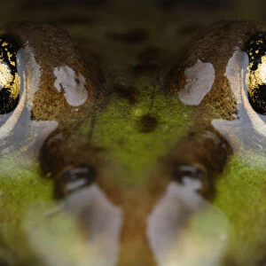 Marsh frog (Pelophylax / Rana ridibundus) close-up of head, Stenje region, Lake Macro Prespa