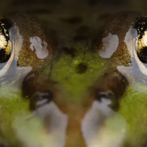 Marsh frog (Pelophylax / Rana ridibundus) close-up of head, Stenje region, Lake Macro Prespa Marsh frog (Pelophylax / Rana ridibundus) close-up of head, Stenje region, Lake Macro Prespa