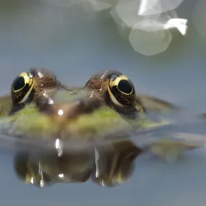 Marsh frog print, Lake Macro Prespa Marsh frog print, Lake Macro Prespa